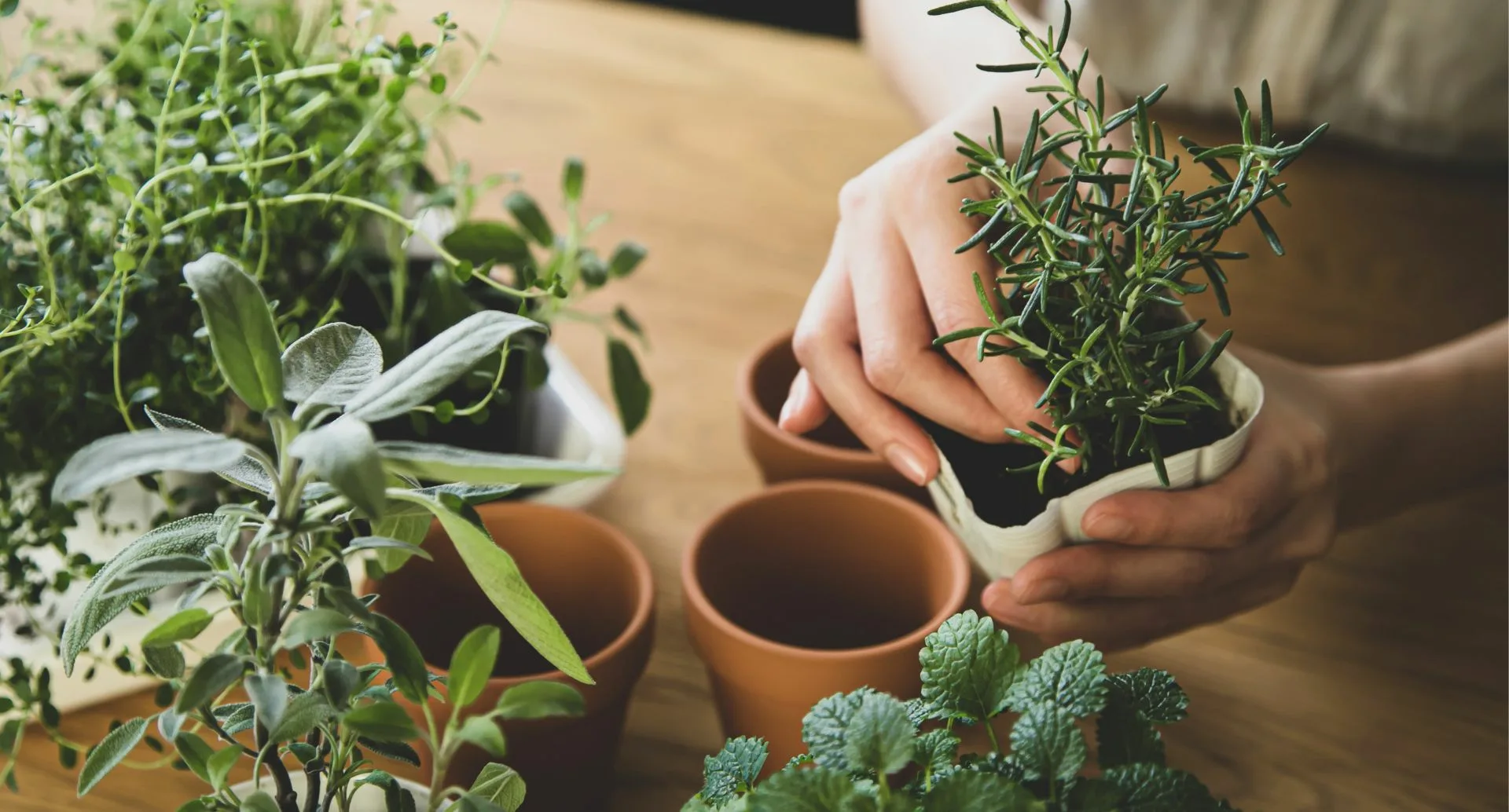 Herb Garden