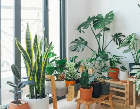 best air-purifying houseplants